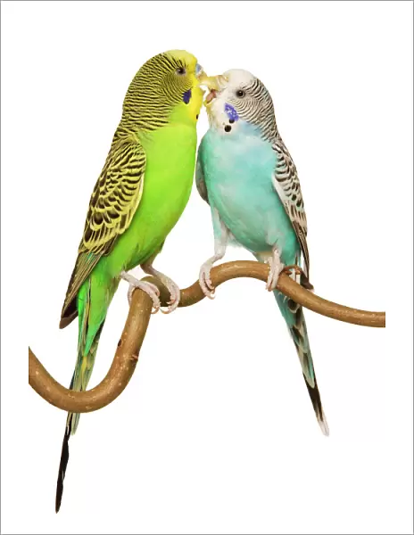 Budgerigars - two on perch