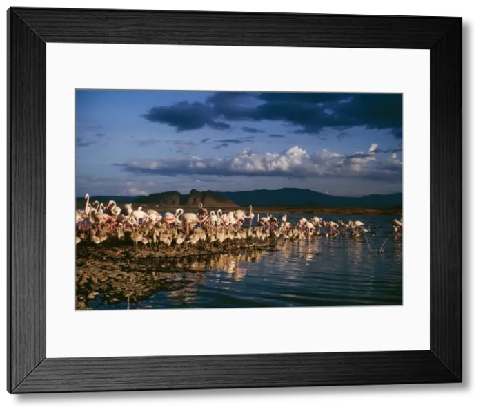 Framed Print : Greater Flamingo Kenya, Africa Framed Print : Greater Flamingo Kenya, Africa