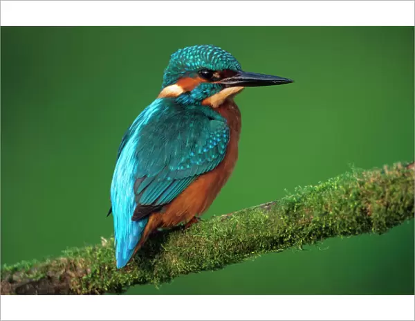 Kingfisher - Perched on branch