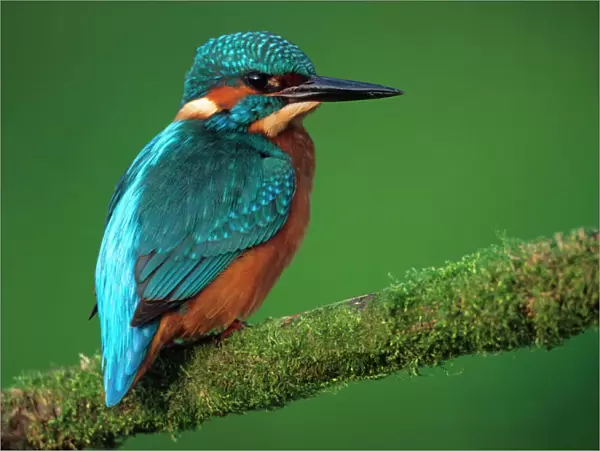 Kingfisher - Perched on branch