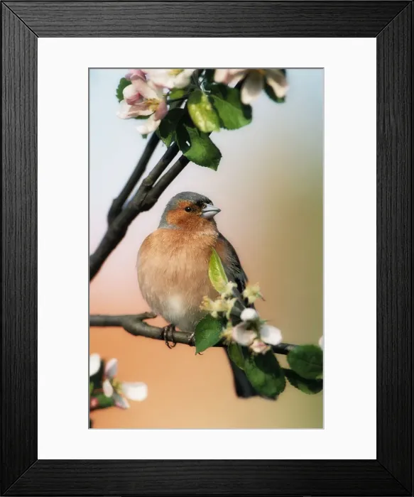 Framed Print : Chaffinch - male on branch of appletree with blossoms. Watercolour effect Framed Print : Chaffinch - male on branch of appletree with blossoms. Watercolour effect