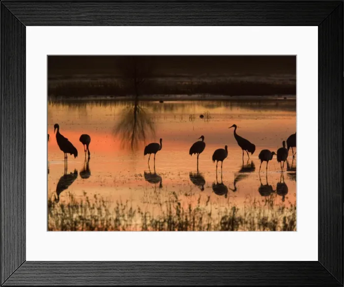 Framed Print : Sandhill Cranes - at sunset Bosque del Apache National Wildlife Refuge Framed Print : Sandhill Cranes - at sunset Bosque del Apache National Wildlife Refuge