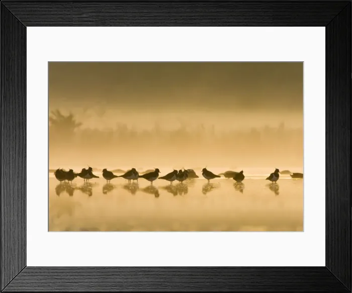 Framed Print : Northern Lapwing Framed Print : Northern Lapwing