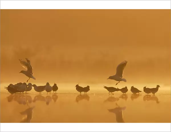 Northern Lapwings and black-headed gulls Silhouette of birds roosting in shallow flood meadow at sunrise. Cleveland, UK