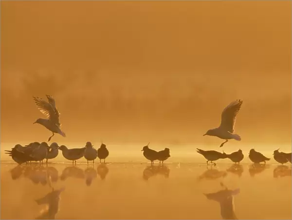 Northern Lapwings and black-headed gulls Silhouette of birds roosting in shallow flood meadow at sunrise. Cleveland, UK