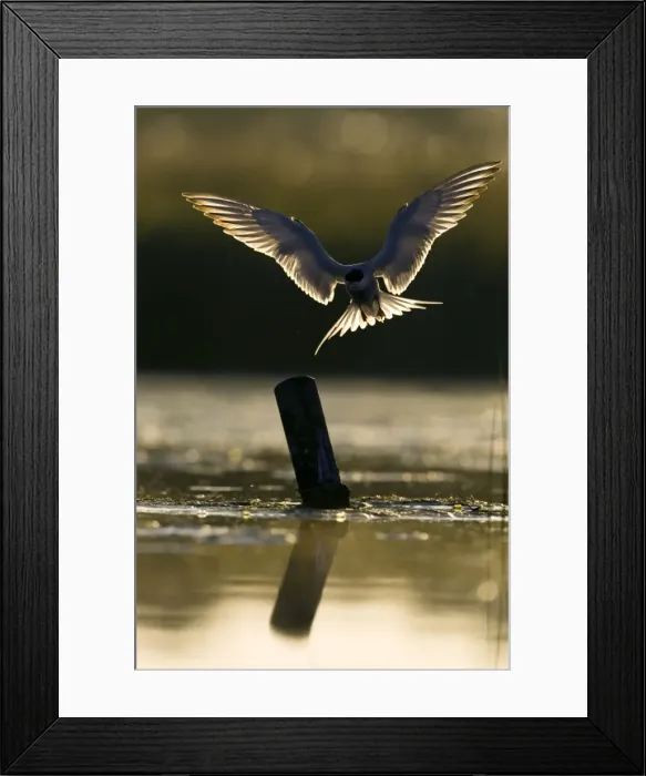 Framed Print : Common Tern Framed Print : Common Tern
