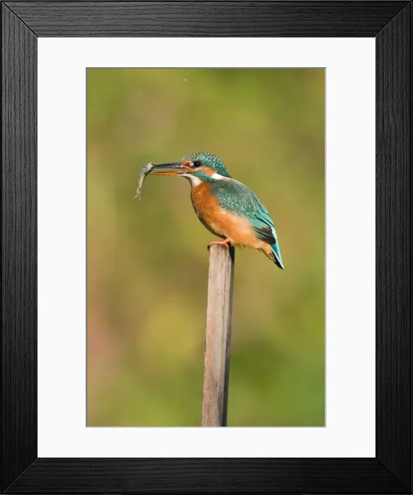 Framed Print : Kingfisher Adult female perched holding a minnow in it's bill. River Leven, Cleveland, UK Framed Print : Kingfisher Adult female perched holding a minnow in it's bill. River Leven, Cleveland, UK