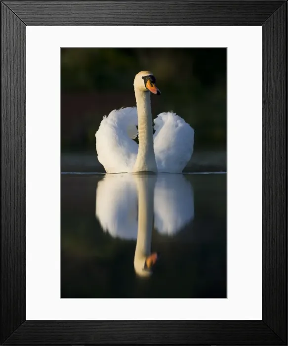 Framed Print : Mute Swan In an agressive display posture. Cleveland. UK Framed Print : Mute Swan In an agressive display posture. Cleveland. UK