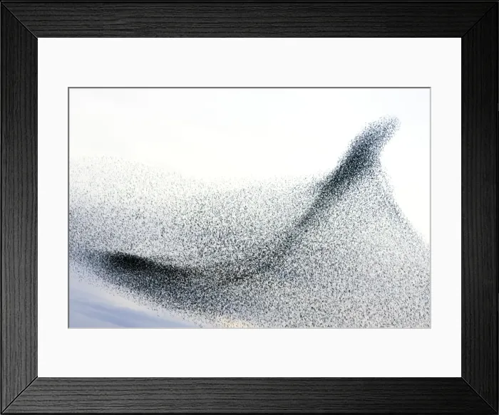 Framed Print : Starlings. Immense flock of birds flying at dusk creating elaborate formations as they swirl to avoid and confuse predators. Near Gretna, Scotland. UK Framed Print : Starlings. Immense flock of birds flying at dusk creating elaborate formations as they swirl to avoid and confuse predators. Near Gretna, Scotland. UK