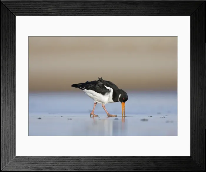 Framed Print : Oystercatcher Probing into the sand for a worm. South Gare. Cleveland, UK Framed Print : Oystercatcher Probing into the sand for a worm. South Gare. Cleveland, UK