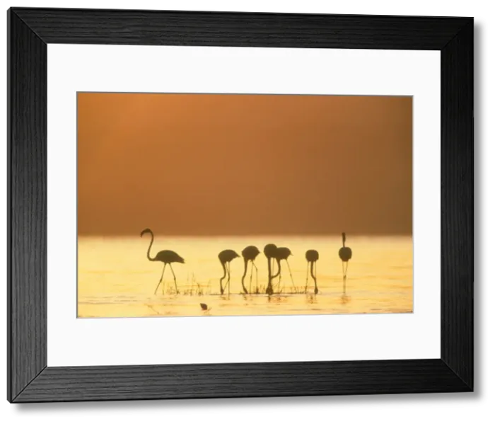Framed Print : Greater Flamingo Silhouette of seven birds in fresh water for a drink. Lake Baringo, Kenya. Africa Framed Print : Greater Flamingo Silhouette of seven birds in fresh water for a drink. Lake Baringo, Kenya. Africa