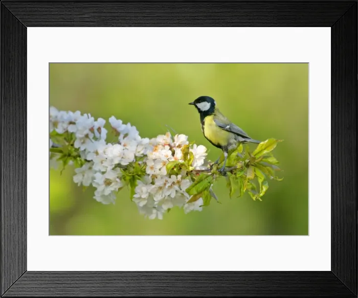 Framed Print : Great tit sitting on blooming cherry tree twig Baden-Wuerttemberg, Germany Framed Print : Great tit sitting on blooming cherry tree twig Baden-Wuerttemberg, Germany
