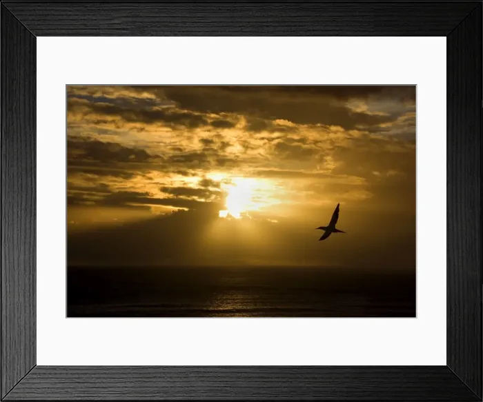 Framed Print : Australasian Gannet soaring above the ocean while the sun is setting over the horizon Muriwai Regional Park, Auckland, North Island, New Zealand Framed Print : Australasian Gannet soaring above the ocean while the sun is setting over the horizon Muriwai Regional Park, Auckland, North Island, New Zealand