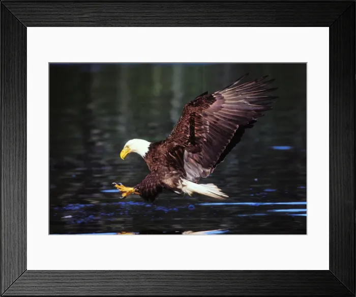Framed Print : Bald Eagle - In flight, about to snatch fish from the water July Pacific Northwest BE7807 Framed Print : Bald Eagle - In flight, about to snatch fish from the water July Pacific Northwest BE7807