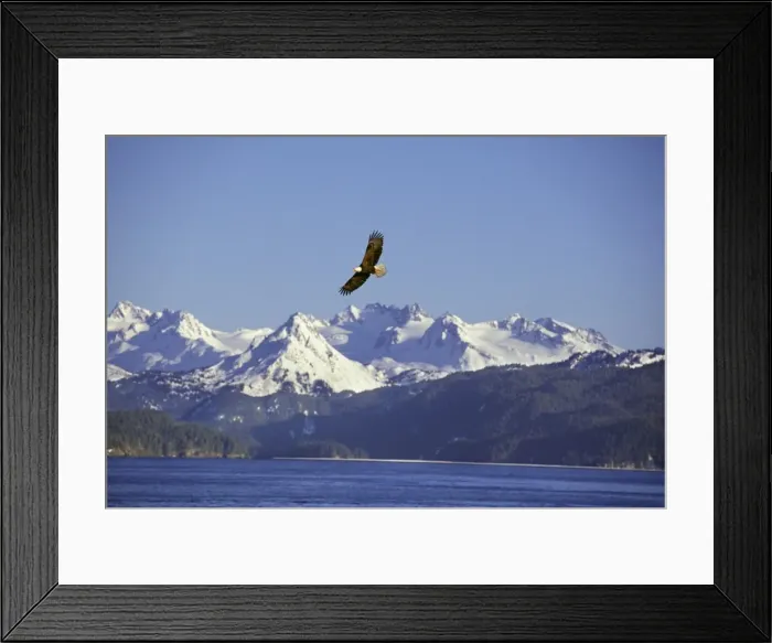 Framed Print : Bald Eagle In flight over Kachemak Bay, Alaska April BE5547 Framed Print : Bald Eagle In flight over Kachemak Bay, Alaska April BE5547