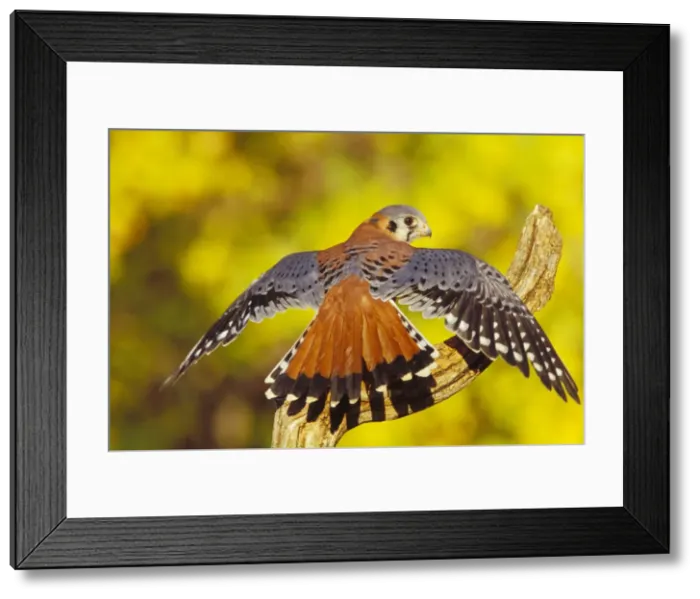 Framed Print : American Kestrel - displaying. Colorado, USA b8011 Framed Print : American Kestrel - displaying. Colorado, USA b8011