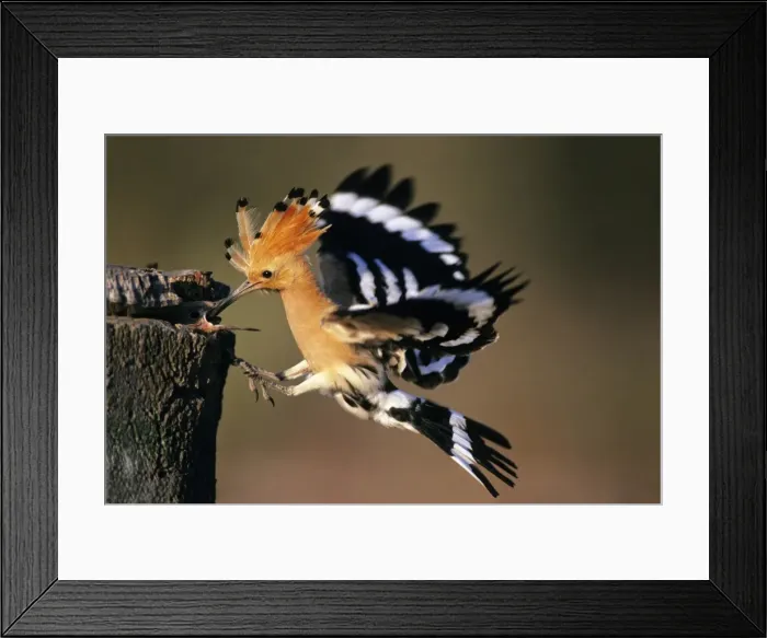 Framed Print : Hoopoe - bird feeding young in flight, Andalusia, Spain Framed Print : Hoopoe - bird feeding young in flight, Andalusia, Spain