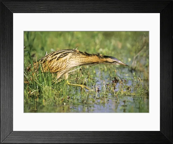 Framed Print : Bittern - outside reed beds searching for prey Framed Print : Bittern - outside reed beds searching for prey