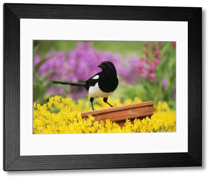 Framed Print : Magpie - Perched on plant-pot in garden. Watercolour effect Framed Print : Magpie - Perched on plant-pot in garden. Watercolour effect