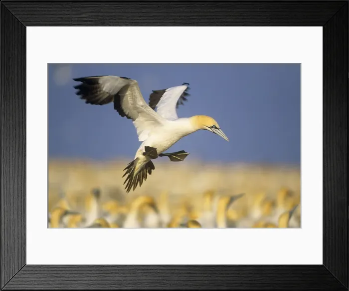 Framed Print : Cape Gannet - landing Bird Island Eastern Cape Province South Africa Framed Print : Cape Gannet - landing Bird Island Eastern Cape Province South Africa