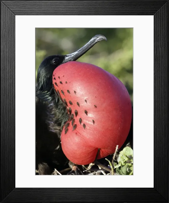 Framed Print : Great Frigatebird. Genovesa Island. Galapagos Islands Framed Print : Great Frigatebird. Genovesa Island. Galapagos Islands