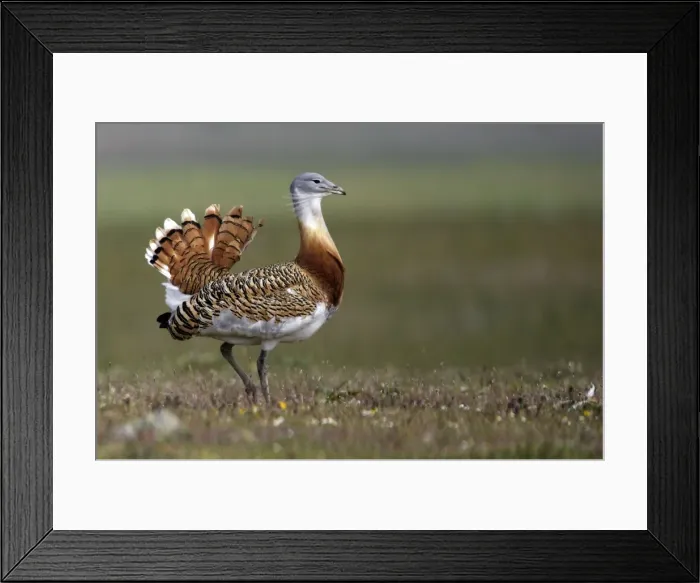 Framed Print : Great Bustard displaying male