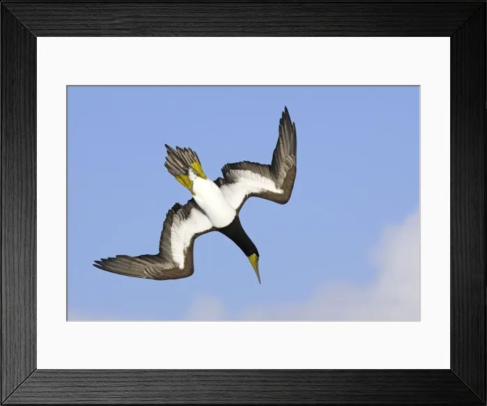 Framed Print : Fou brun. Brown Booby. Sula leucogaster Framed Print : Fou brun. Brown Booby. Sula leucogaster
