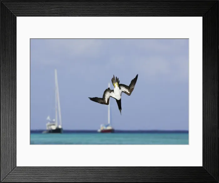Framed Print : Fou brun. Brown Booby. Sula leucogaster Framed Print : Fou brun. Brown Booby. Sula leucogaster