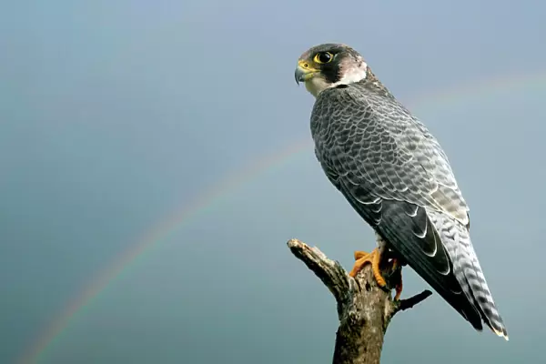Peregrine Falcon - with rainbow behind. Pont de Gau Bird Park - Camargue - Bouche du Rhone - Provence - PACA - France