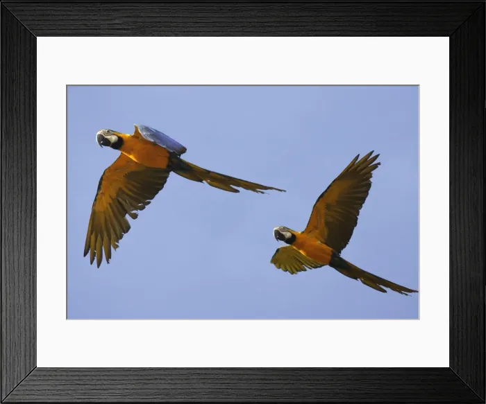 Framed Print : ara bleu. WAT-13330. Blue and Gold Macaw Framed Print : ara bleu. WAT-13330. Blue and Gold Macaw