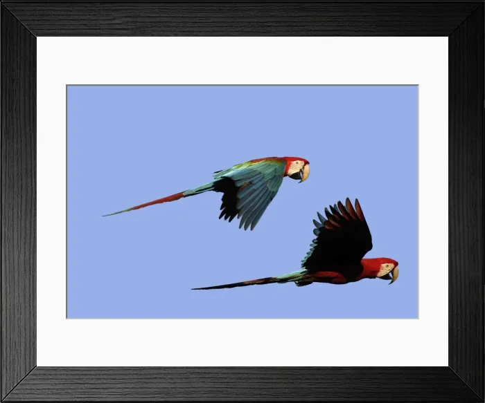 Framed Print : ara chloroptere Framed Print : ara chloroptere