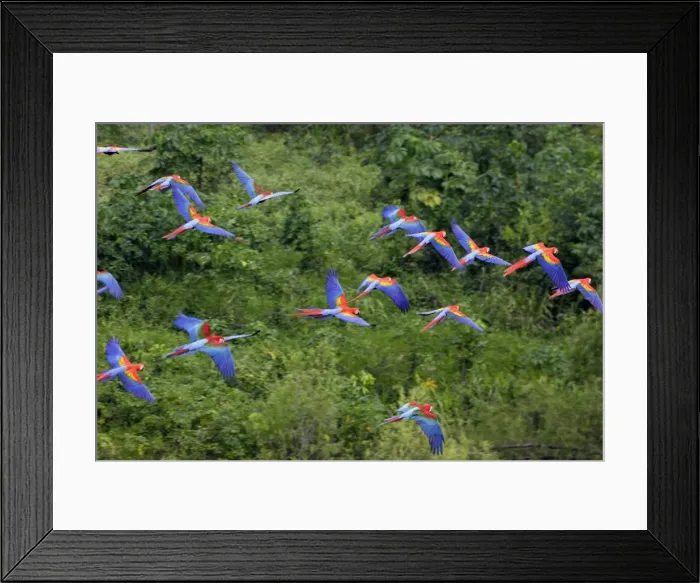 Framed Print : ara rouge. WAT-13361. Scarlet Macaw. Tambopata Nature Reserve Peru Framed Print : ara rouge. WAT-13361. Scarlet Macaw. Tambopata Nature Reserve Peru