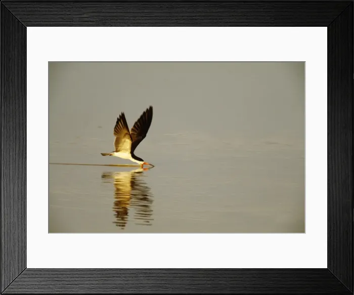 Framed Print : Black Skimmer Feeding