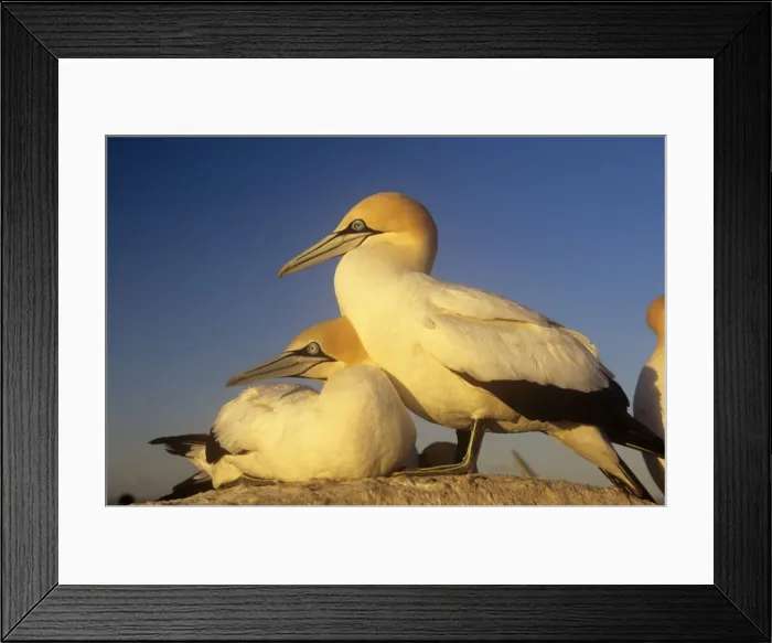 Framed Print : Cape Gannet Framed Print : Cape Gannet