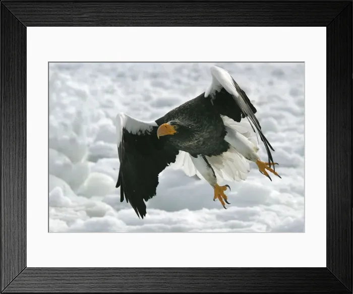 Framed Print : Steller's Sea Eagle - in flight. Hokkaido, Japan Framed Print : Steller's Sea Eagle - in flight. Hokkaido, Japan