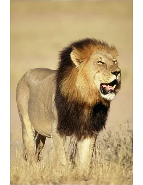 Lion - Male standing in grass
