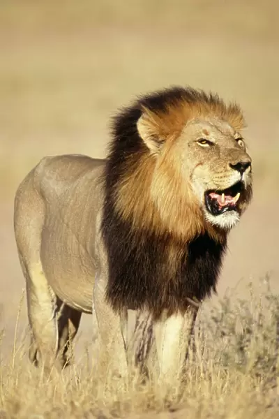 Lion - Male standing in grass