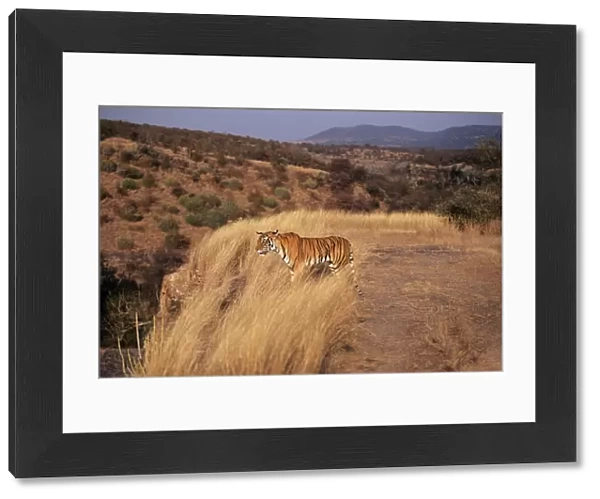 Bengal  /  Indian Tiger Standing in grass, Ranthambhore National Park, India