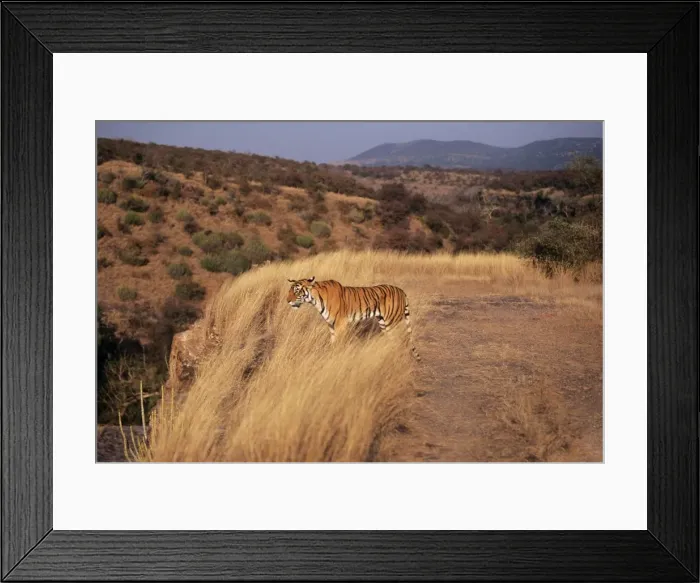 Framed Print : Bengal / Indian Tiger Standing in grass, Ranthambhore National Park, India Framed Print : Bengal / Indian Tiger Standing in grass, Ranthambhore National Park, India