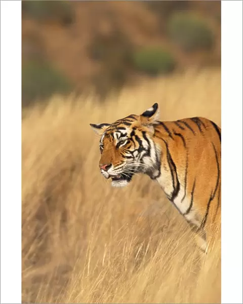 Tiger - listening Ranthambhore National Park, Rajasthan, India