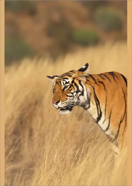 Tiger - listening Ranthambhore National Park, Rajasthan, India