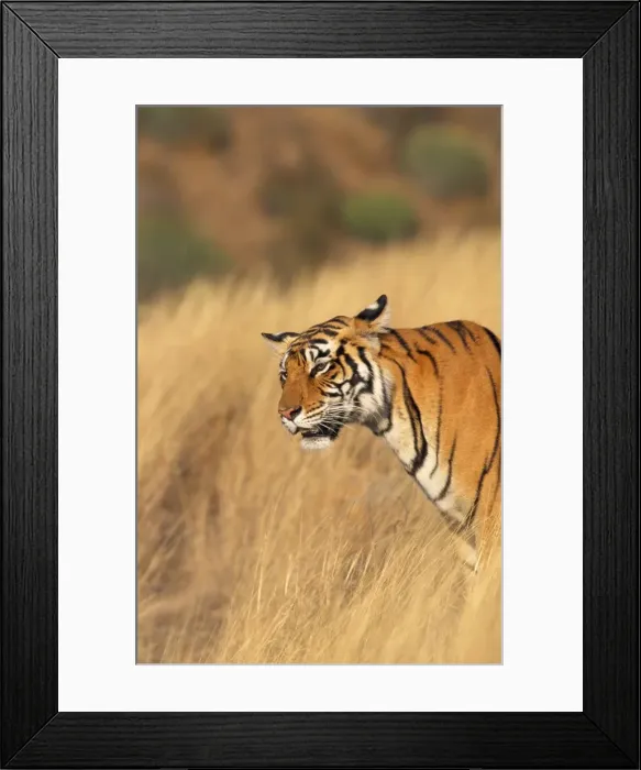 Framed Print : Tiger - listening Ranthambhore National Park, Rajasthan, India Framed Print : Tiger - listening Ranthambhore National Park, Rajasthan, India