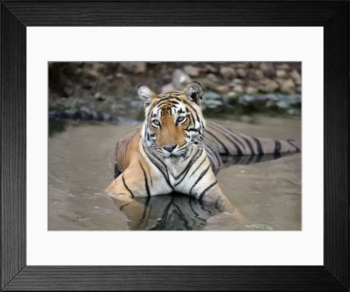 Framed Print : Tiger - Female resting in pool Ranthambhore NP, Rajasthan, India Framed Print : Tiger - Female resting in pool Ranthambhore NP, Rajasthan, India