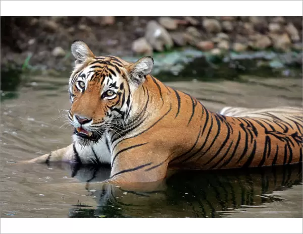 Tiger - Female drinking in pool Ranthambhore NP, Rajasthan, India
