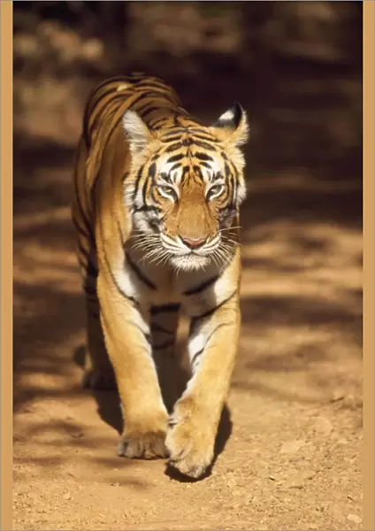 Tiger Ranthambhore National Park, Rajasthan, India