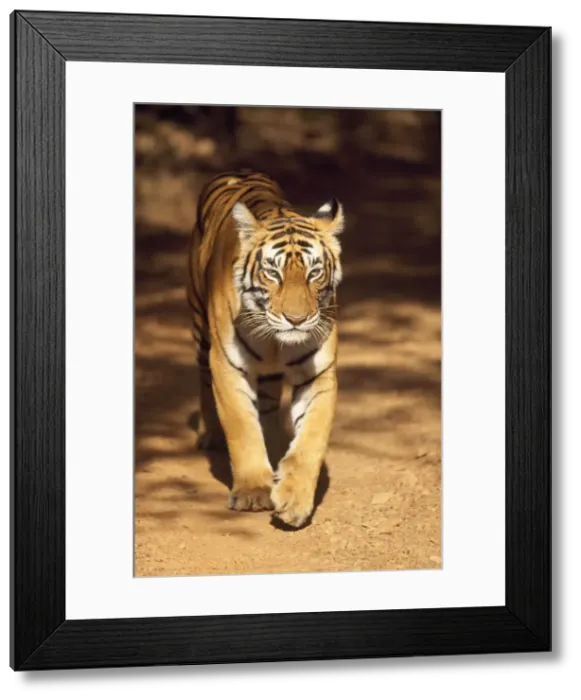 Framed Print : Tiger Ranthambhore National Park, Rajasthan, India Framed Print : Tiger Ranthambhore National Park, Rajasthan, India