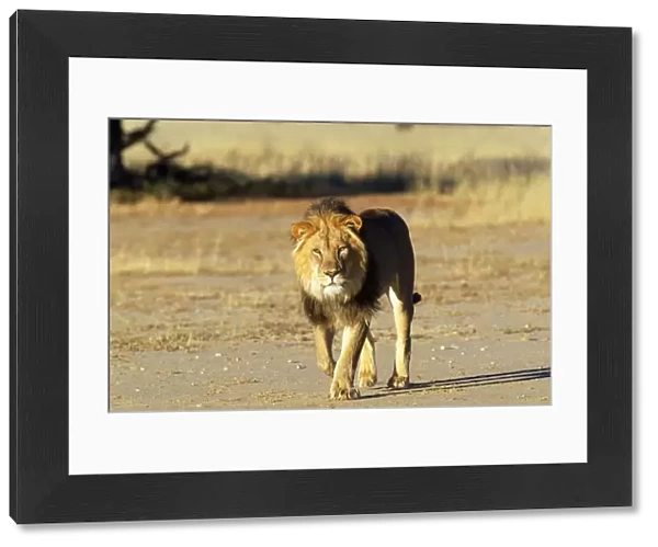 Lion Kalahari Gemsbok Park, South Africa