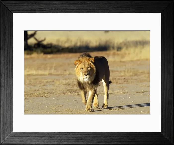 Framed Print : Lion Kalahari Gemsbok Park, South Africa