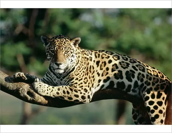 Jaguar In tree