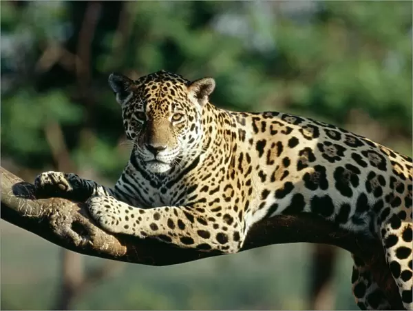Jaguar In tree
